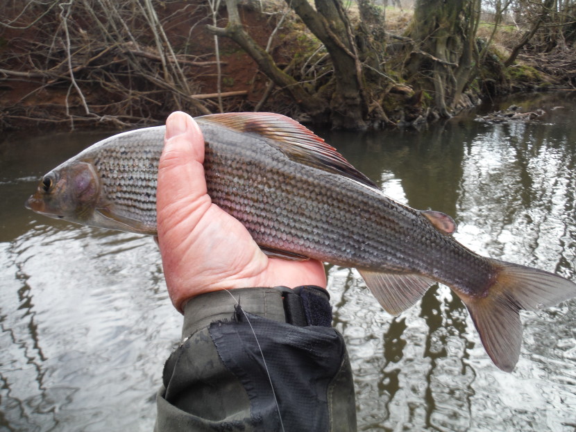 Abbeydore grayling